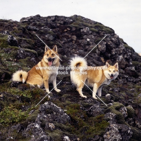 two iceland dogs on lava at gardabaer, iceland 