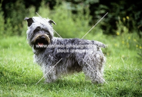 malsville moody blue of farni,  glen of imaal terrier looking over shoulder