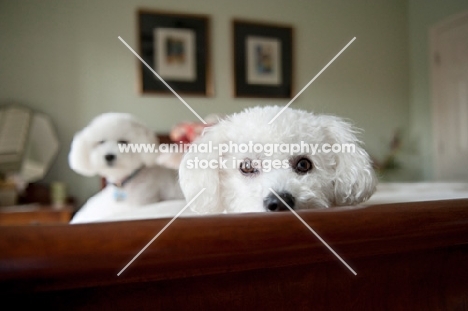 bichon frise resting head on bed with second bichon in background