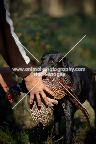 black labrador retriever giving pheasant to owner
