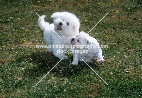 bichon frise and bulldog puppies playing