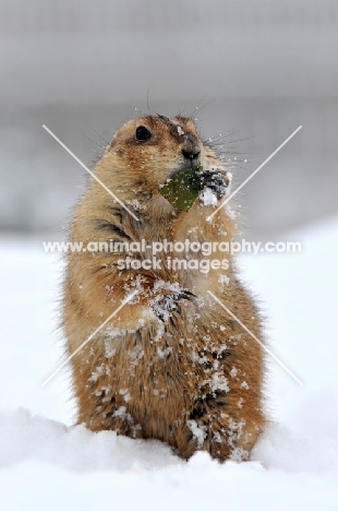 Prairie dog in winter