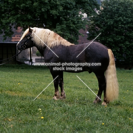 merkur, schwarzwald stallion at offenhausen