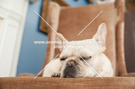 French Bulldog sleeping on brown chair.