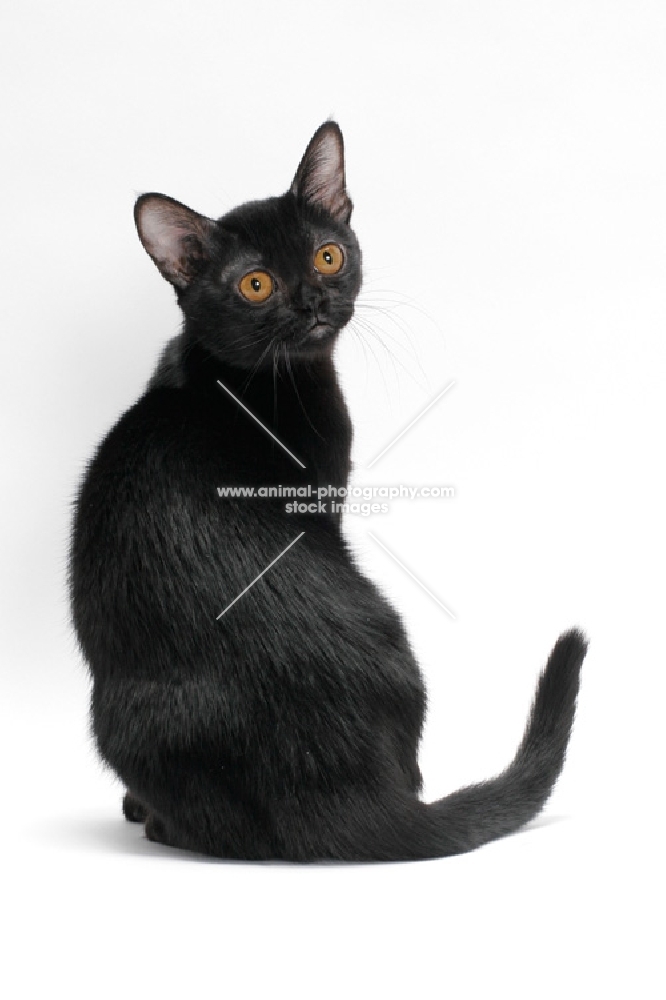 black Bombay cat on white background, back view