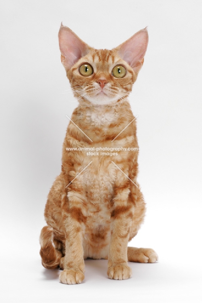 Devon Rex on white background, full body