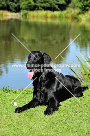 black Flat Coated Retriever dog