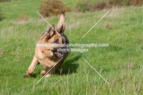 German Shepherd Dog (Alsatian) running on grass