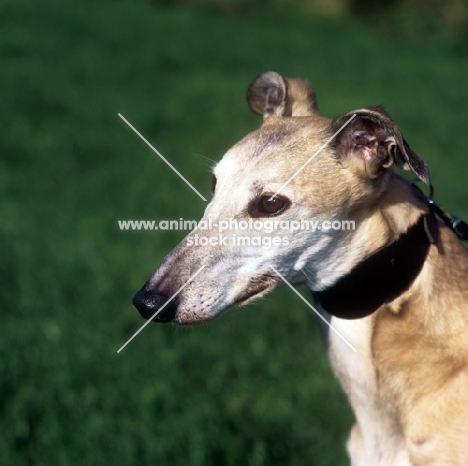 old homeless lurcher at Dogs Trust