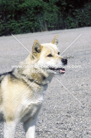 Greenland Dog