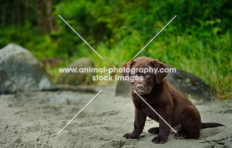 Chocolate Labrador Retriever puppy