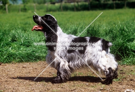 sh ch coltrim mississippi gambler, cocker spaniel, 