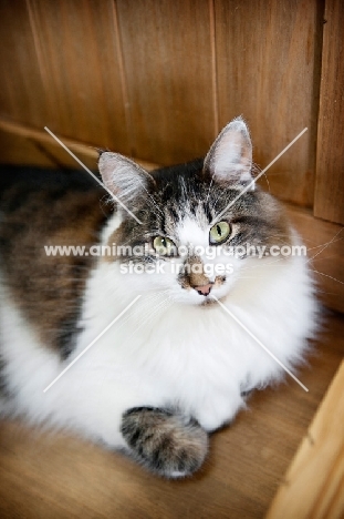 brown and white cat sitting with paw tucked