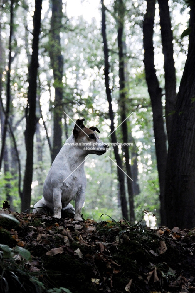 Jack Russell terrier in forest, looking out
