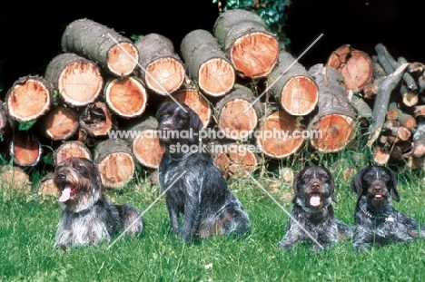 group of Cesky Fousek dogs