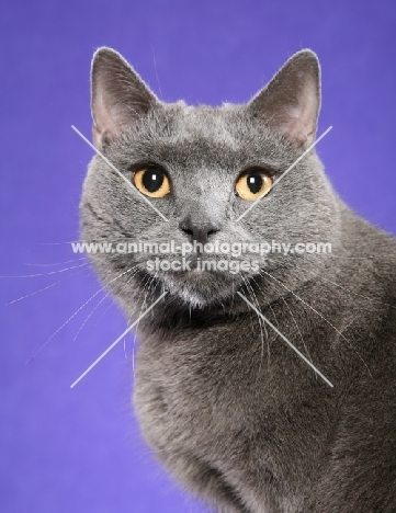 Chartreux Cat portrait