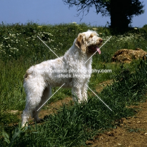 odivane francesca of nantiderri, italian spinone looking up