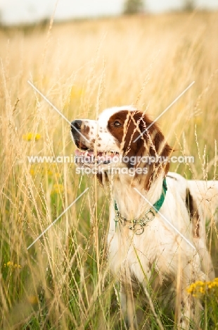 Irish red and white setter in field