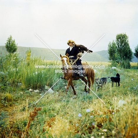kirghiz horse and rider with bird of prey on his shoulder followed by dogs