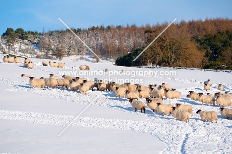 Scottish Blackface ewes