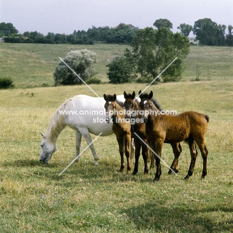 Lipizzaner mare and 3 foals at monterotondo, italy