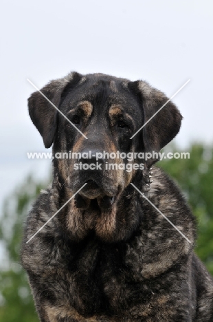 Spanish Mastiff (Mastin Espanol)