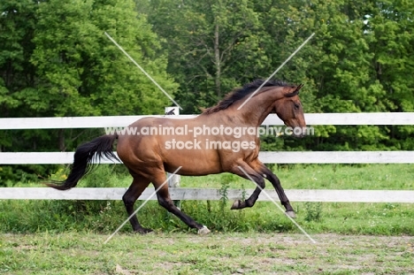 Appaloosa running