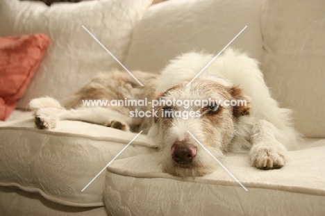 Lurcher on sofa