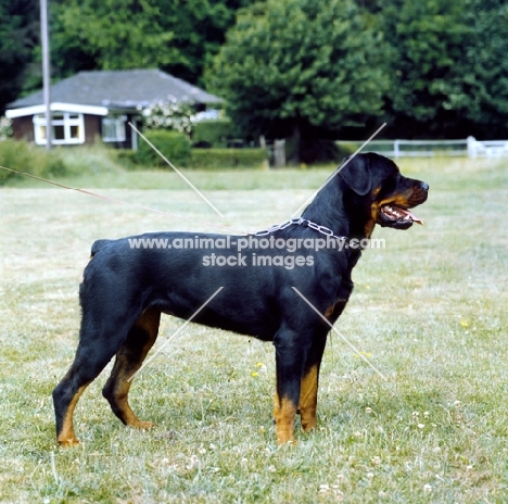 rottweiler from chesara kennels on grass