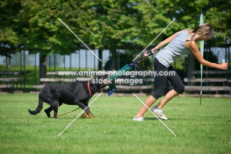 Beauceron attacking dummy