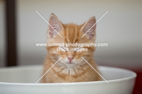 ginger kitten sitting in large bowl with eyes closed