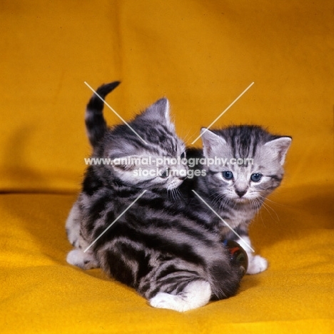 silver tabby kittens