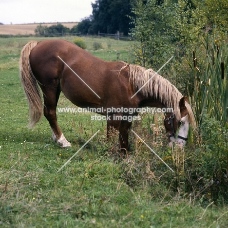 Hjelm, Frederiksborg kneeling down and grazing