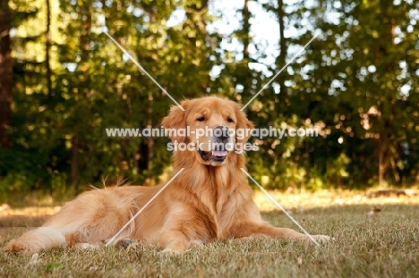 Golden Retriever resting in shade