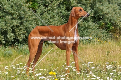 Azawakh in field