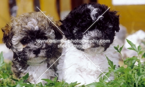 Russian Bolonka puppies