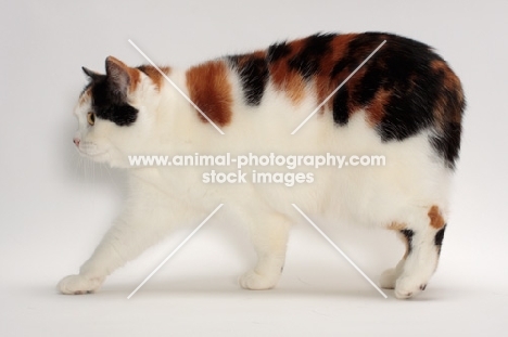 Tortoiseshell and White Manx cat, walking, side view