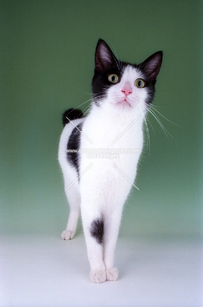 black and white japanese bobtail cat front view