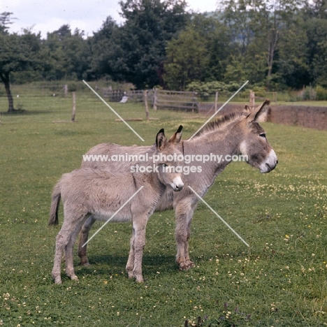donkey and foal together