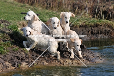 five young Golden Retrievers near river