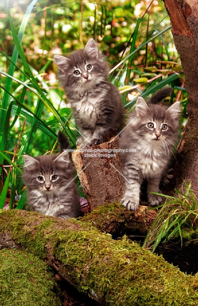 three Norwegian Forest kittens