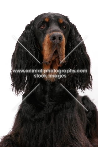 Australian Champion Gordon Setter, looking alert