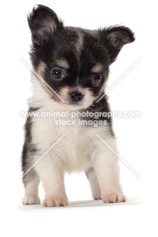 cute longhaired Chihuahua puppy