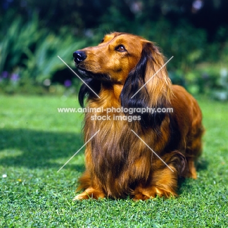 long haired dachshund looking up in hope
