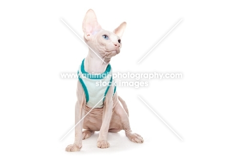 young Sphynx kitten wearing a jumper