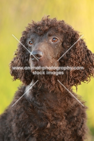 Irish Water Spaniel head study