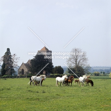 group of welsh mountain ponies  mares and foals at pendock stud