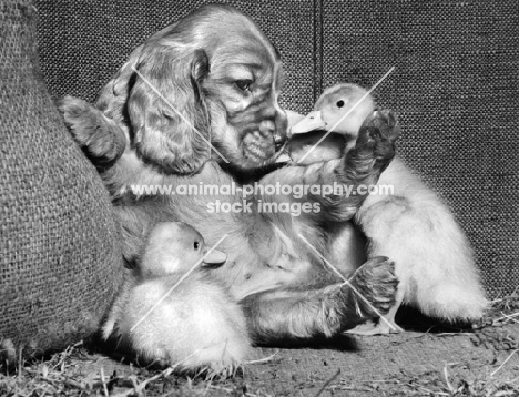 Cavalier King Charles Spaniel puppy looking at ducklings