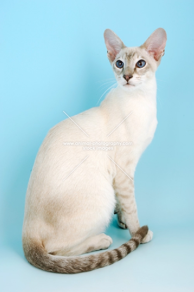 caramel point siamese cat, sitting down