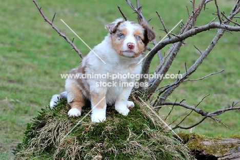 Mini Aussie Puppy